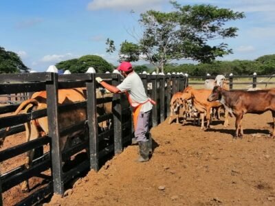 Fedegán-vacunación-FOTO 2 - Cifras definitivas (2)