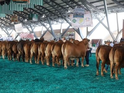 FeriaNacionalCebú-brahmanrojo (2)