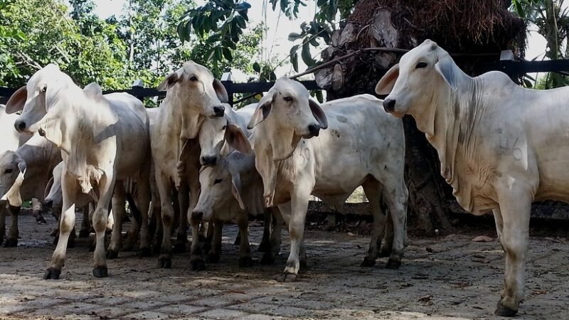 Ganadoblancoparasubasta (2)