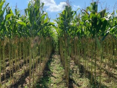 Maíz-Corteva (2)
