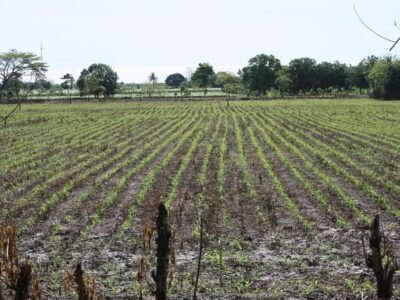 Maíz-reciénsembrado