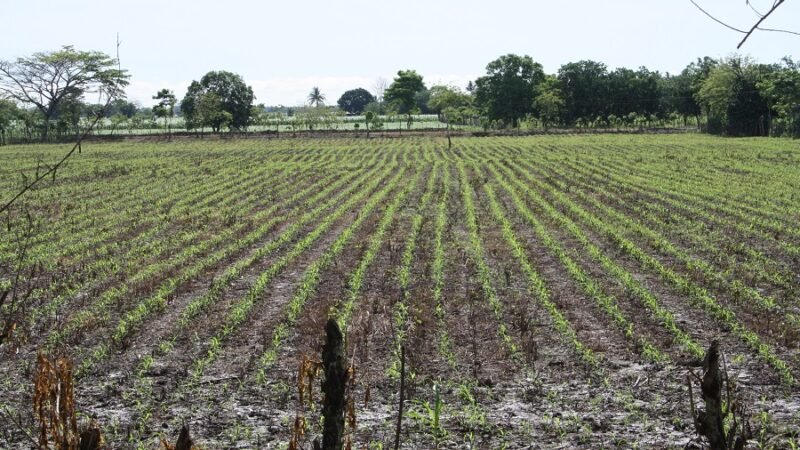 Maíz-reciénsembrado