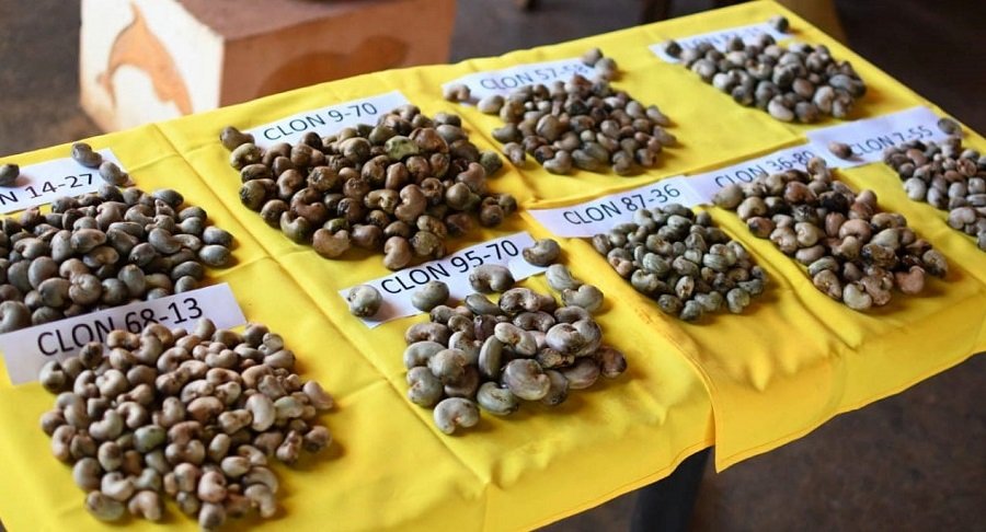 Marañón-clones (3)