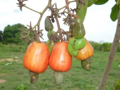 Marañónenelpalo (2)