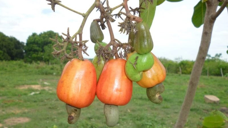 Marañónenelpalo (2)