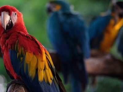 Minambiente-guacamaya-tráficodefauna (2)