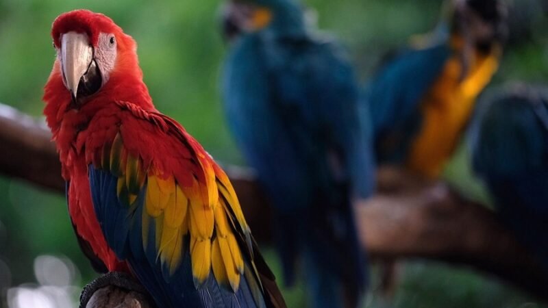 Minambiente-guacamaya-tráficodefauna (2)
