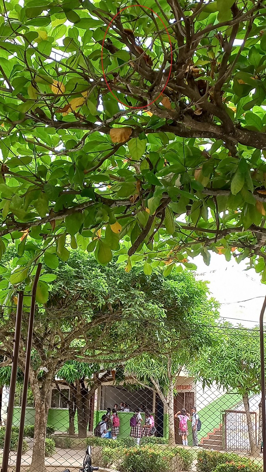 PolicarpaSalavarrieta-ardilla