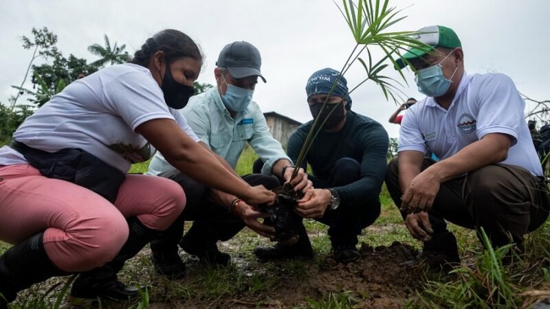 Sembratón-5 millones de árboles