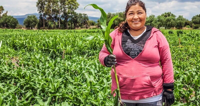 Syngenta-Proagricultor (2)