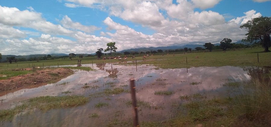 Tierralta-ElTesoro-URT-animalesytierrainundada (2)