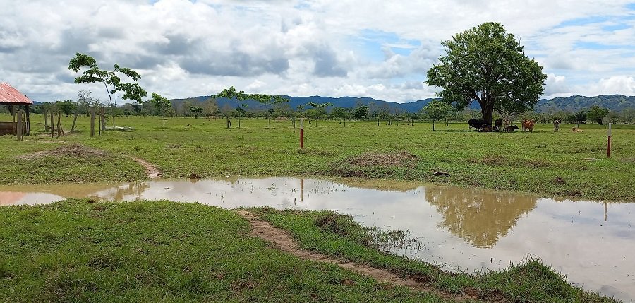 Tierralta-ElTesoro-URT-árbolessembrados (2)