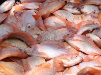 Tilapia (2)