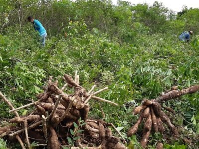 Yucaindustrialycampesinos (2)