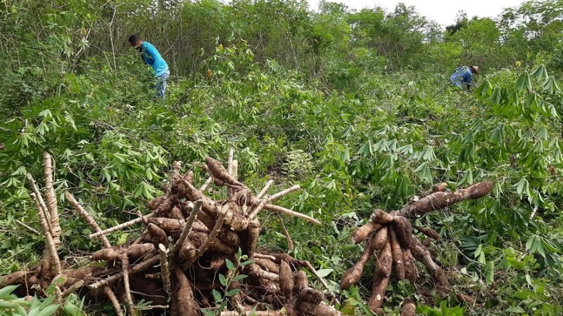 Yucaindustrialycampesinos (2)