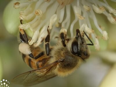 Abejas-4-Apis_mellifera--foto-Camilo_Flórez-credito (2)