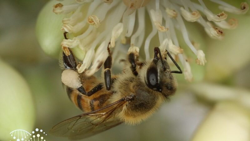 Abejas-4-Apis_mellifera--foto-Camilo_Flórez-credito (2)