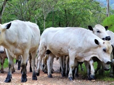 Agrosavia-ToroBON3 (3)