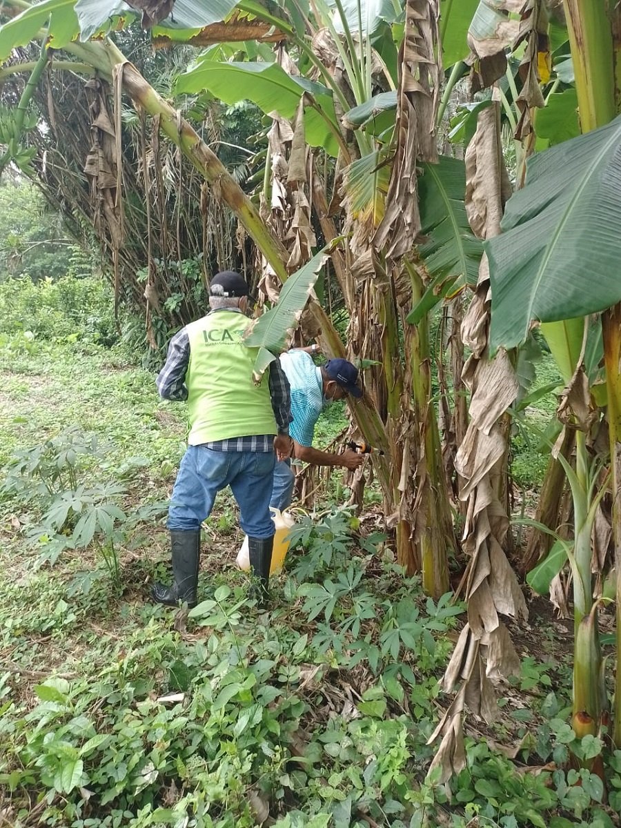 Alcaldía-revisióncultivosdeplátano1