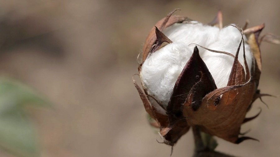 Algodón-transgénicos-GM_2