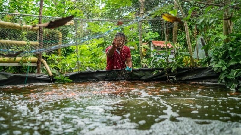 Asprocig-produccióndepeces (2)