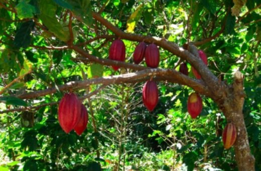 Cacao-Fairtrade