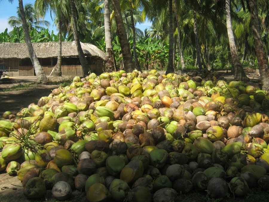 Coco-enelsuelo