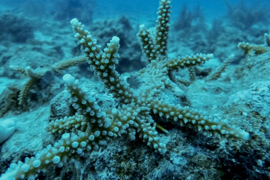 Coralízate-corales-sembrado