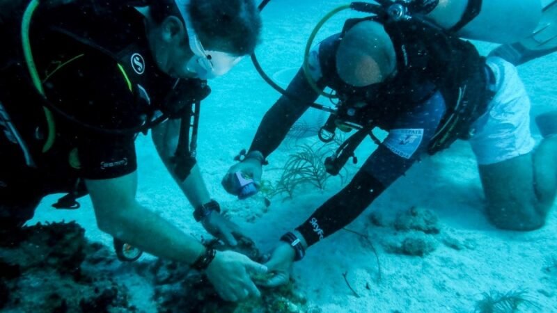 Coralízate-siembrancorales (2)