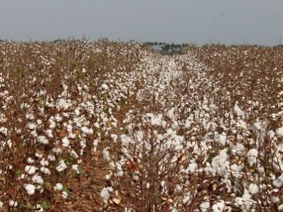 CosechaAlgodón2015-2016 (168)