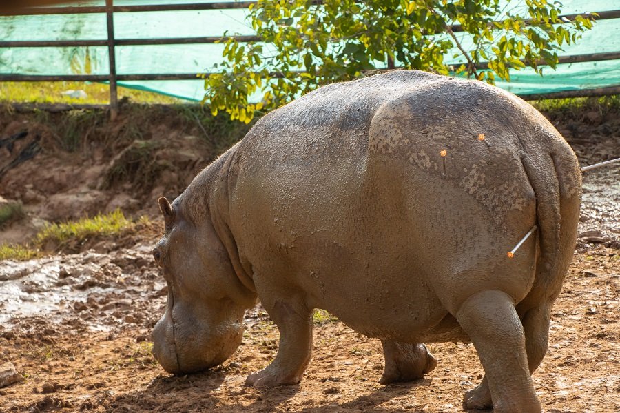 ESTERILIZACIÓN HIPOPÓTAMO (20)