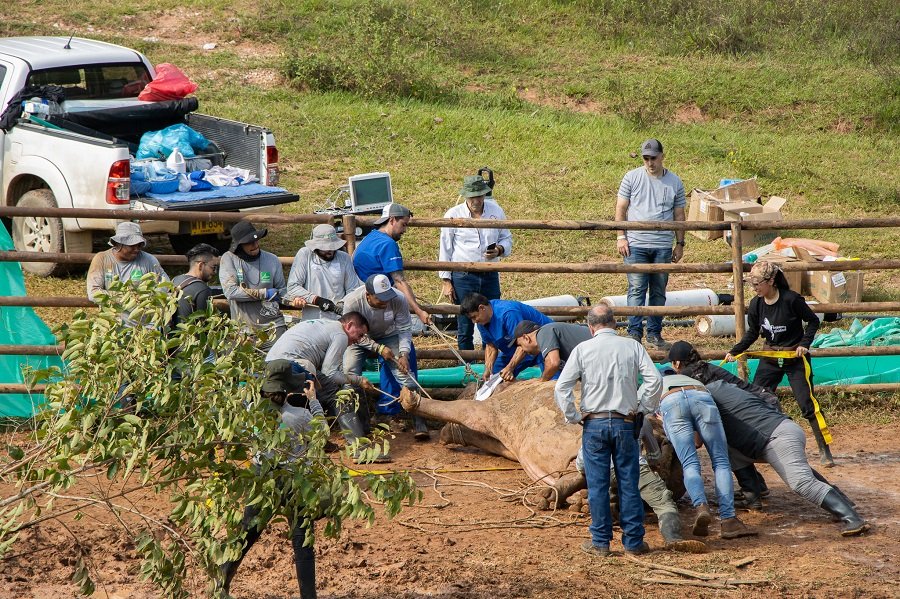 ESTERILIZACIÓN HIPOPÓTAMO (28)