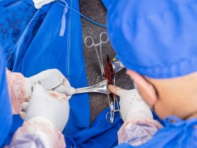 ESTERILIZACIÓN HIPOPÓTAMO (39)