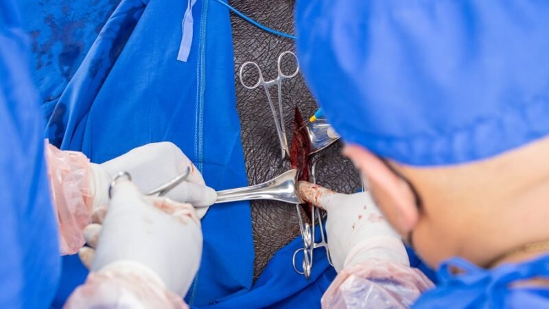 ESTERILIZACIÓN HIPOPÓTAMO (39)