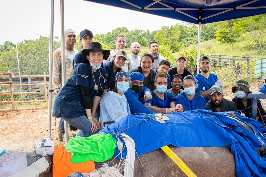 ESTERILIZACIÓN HIPOPÓTAMO (75)