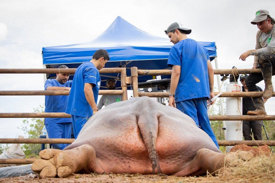 ESTERILIZACIÓN HIPOPÓTAMO (80)