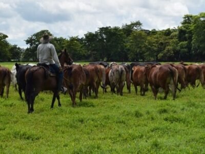Ganado-arreoenpotrero (3)