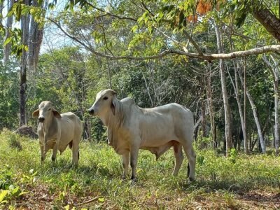 Ganadoblancoconpocosárboles (2)