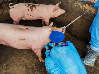 ICA-Medidas-de-proteccion-PPA-2 (2)