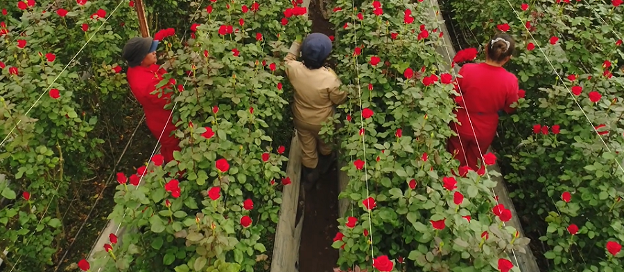 Innovaflora-cultivoderosas (2)