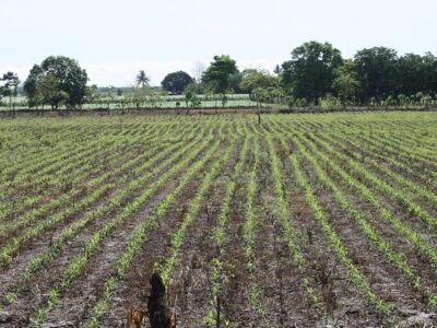 Maíz-reciénsembrado (3)