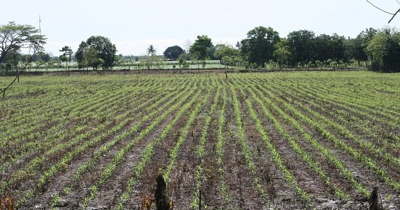 Maíz-reciénsembrado (3)