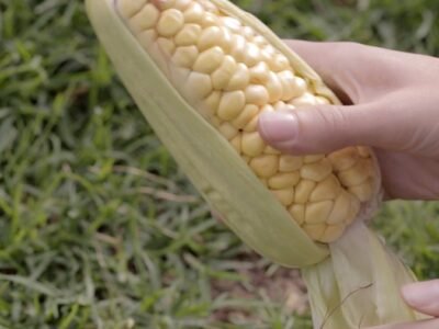 Maíz-transgénicos-mazorca