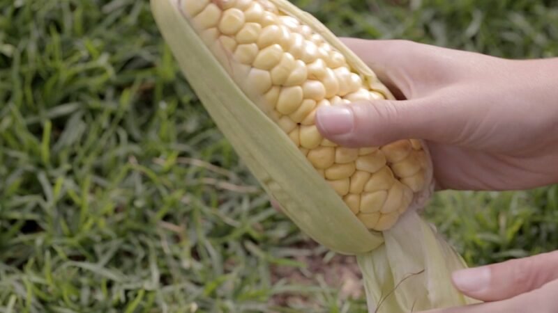 Maíz-transgénicos-mazorca