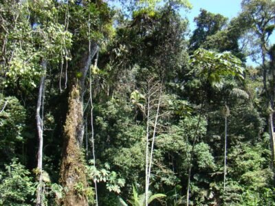 MinAmbiente-mapadevegetación