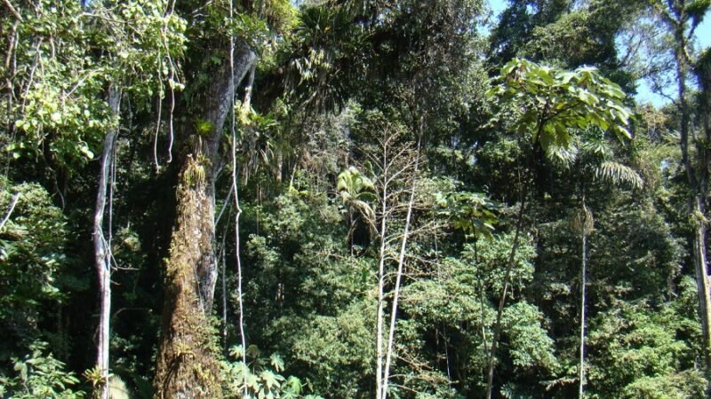 MinAmbiente-mapadevegetación