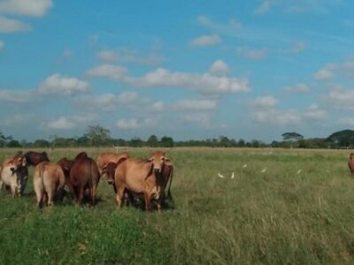 Minerva Foods Informe de Sostenibilidad 2021 (2)