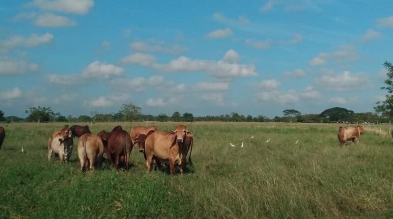 Minerva Foods Informe de Sostenibilidad 2021 (2)