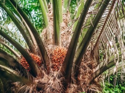 Palma-cultivoconfruto