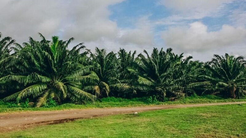 Palmadeaceite-nuevafoto (2)